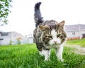 Walking cat. Pet on the street. Fluffy kitty, beautiful animal, wonderful nature. Cat`s green eyes Royalty Free Stock Photo
