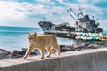 Walking Cat at seaside with sunken ship and colored balloons background