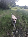 Walking through central Washington with yellow lab dog