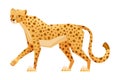 Walking Cheetah as African Large Cat with Long Tail and Black Spots on Coat Vector Illustration Royalty Free Stock Photo