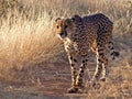 Walking cheetah - Namibia Royalty Free Stock Photo