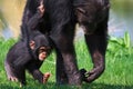 Walking Chimpanzee baby with his mother