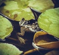 Frog hopping leaves in the pond Royalty Free Stock Photo