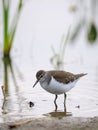 Walking Common sandpiper at river bank