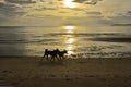 Walking couple dogs on morning beach Royalty Free Stock Photo