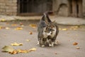 Walking couple of two loving cats Royalty Free Stock Photo