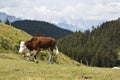 Walking cow in Austrian country Royalty Free Stock Photo