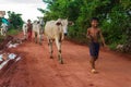 Walking cows through the Siem Reap countryside