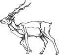 Walking deer line art