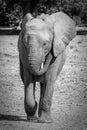 Walking desert elephant Royalty Free Stock Photo