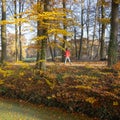 Walking the dog in autumnal forest near utrecht in holland Royalty Free Stock Photo