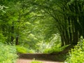 Walking the dog through the beechwood forest Royalty Free Stock Photo