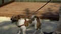 Walking with a dog in the countryside. Stock footage. Running with a jack russell on gravel path under the sun.