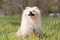 Walking with the dog. Cute white fluffy pomeranian is sitting contentedly on the green grass in the park. Training of Royalty Free Stock Photo