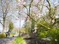 Walking the dog in spring under flowering pink tree