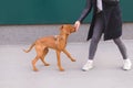 Walking with a dog on the street. Girl`s legs and brown playful dog. Pets concept. Magyar Vizsla breed