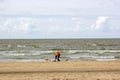 Walking with dogs on the beach in the Netherlands