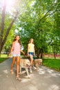 Walking dogs outside in park alle Royalty Free Stock Photo