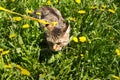 Walking a domestic cat on a yellow harness. The tabby cat is afraid of outdoor,hides in the grass with dandelions, presses his