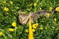 Walking a domestic cat on a yellow harness. The tabby cat is afraid of outdoor,hides in the grass with dandelions, presses his