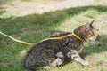 Walking a domestic cat on a yellow harness. The tabby cat is afraid of outdoor,hides in the green grass, cautiously and curiously