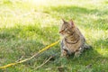 Walking a domestic cat on a yellow harness. The tabby cat is afraid of outdoor,hides in the green grass, cautiously and curiously