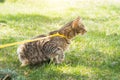 Walking a domestic cat on a yellow harness. The tabby cat is afraid of outdoor,hides in the green grass, cautiously and curiously