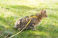 Walking a domestic cat on a yellow harness. The tabby cat is afraid of outdoor,hides in the green grass, cautiously and curiously