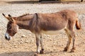 Walking donkey