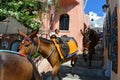 Walking donkeys through the narrow street