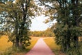 walking down a path between a frame of trees leading to a fork in the road. decisions ahead, journey, or nature landscape Royalty Free Stock Photo
