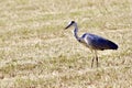 Walking egret with a sharp eye looking for food Royalty Free Stock Photo