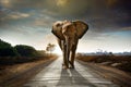 Walking Elephant Royalty Free Stock Photo