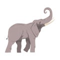 Walking Elephant as Large African Animal with Trunk, Tusks, Ear Flaps and Massive Legs Side View Vector Illustration Royalty Free Stock Photo