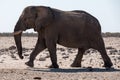 Walking Elephant in Etosha National Park, Namibia Royalty Free Stock Photo