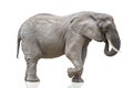 Walking elephant isolated on white. African elephant isolated on a uniform white background. Photo of an elephant close Royalty Free Stock Photo