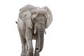 Walking elephant isolated on white. African elephant isolated on a uniform white background. Photo of an elephant close Royalty Free Stock Photo