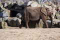 Walking elephant sand rocks monkeys sitting