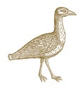 Walking eurasian stone curlew, eurasian thick-knee or stone-curlew burhinus oedicnemus. Illustration after a historic woodcut