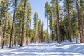 Walking through an evergreen forest on a sunny winter day, with snow covering the path, Van Sickle Bi-State Park; south Lake Tahoe Royalty Free Stock Photo