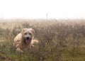 Adopted shaggy shelter dog sitting in field. Royalty Free Stock Photo