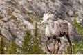 Walking female Stone Sheep Ovis dalli stonei Royalty Free Stock Photo