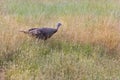 Walking female wild turkey in green grass Royalty Free Stock Photo