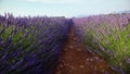 Walking on a field with lavender plants