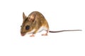 Walking Field Mouse on white background Royalty Free Stock Photo