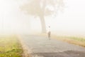 Walking in foggy day - Poland. Royalty Free Stock Photo