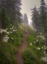 Walking On A Foggy Trail Royalty Free Stock Photo