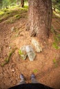 Walking into the forest long a path in a cloudy day. Royalty Free Stock Photo