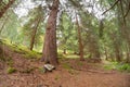 Walking into the forest long a path in a cloudy day. Royalty Free Stock Photo