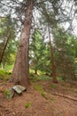 Walking into the forest long a path in a cloudy day. Royalty Free Stock Photo